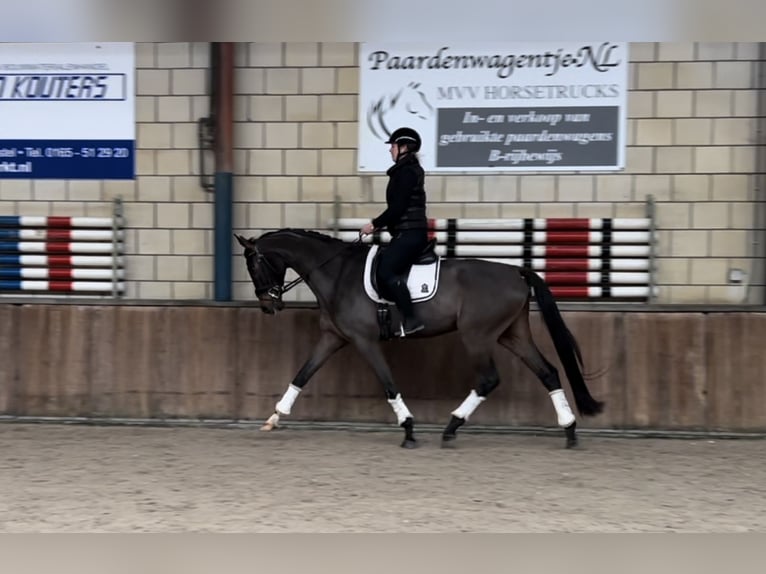 KWPN Gelding 6 years 16,3 hh Bay-Dark in Oud Gastel