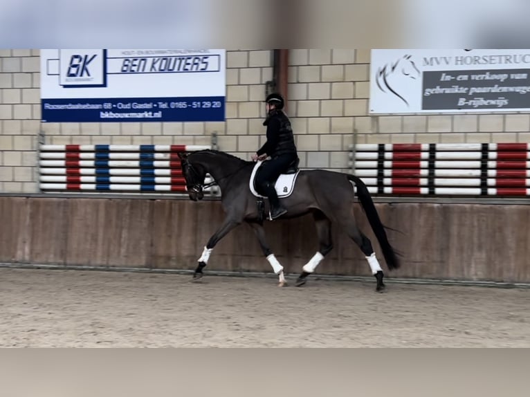 KWPN Gelding 6 years 16,3 hh Bay-Dark in Oud Gastel