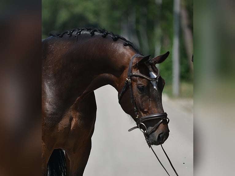 KWPN Gelding 6 years 16.3 hh Bay-Dark in Neumarkt an der Raab