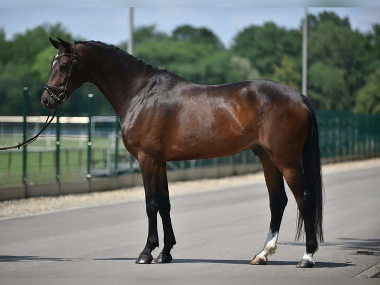 KWPN Gelding 6 years 16.3 hh Bay-Dark in Neumarkt an der Raab