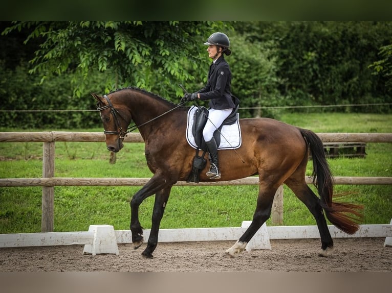 KWPN Gelding 6 years 16,3 hh Bay-Dark in Trivy