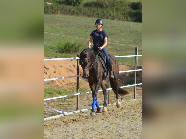 KWPN Gelding 6 years 16,3 hh Bay-Dark in Trivy