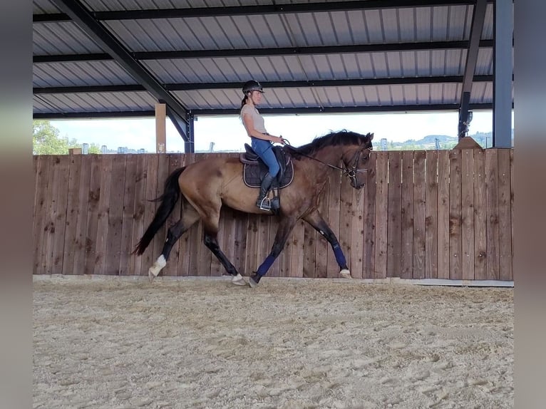 KWPN Gelding 6 years 16,3 hh Bay-Dark in Trivy