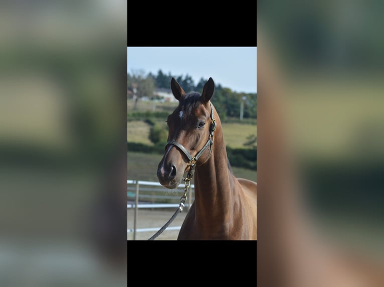 KWPN Gelding 6 years 16,3 hh Bay-Dark in Trivy