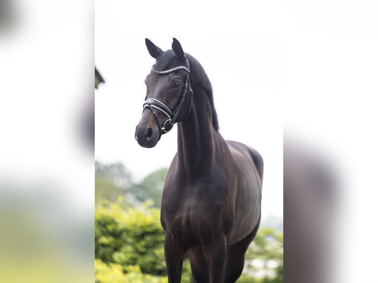 KWPN Gelding 6 years 16,3 hh Bay-Dark in Vledderveen