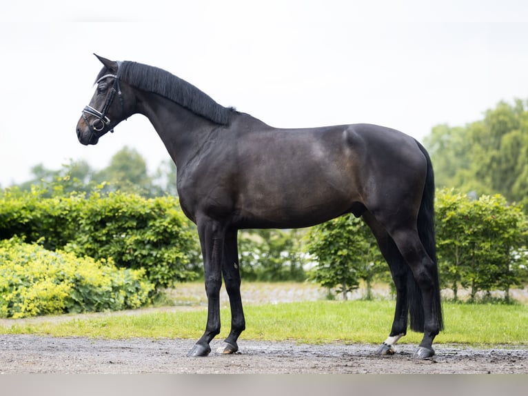 KWPN Gelding 6 years 16,3 hh Bay-Dark in Vledderveen