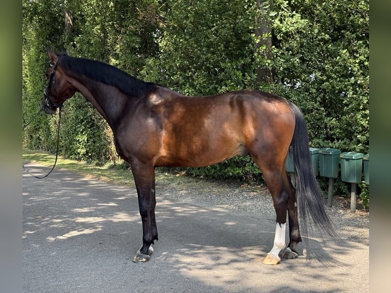KWPN Gelding 6 years 16.3 hh Bay in Herwijnen