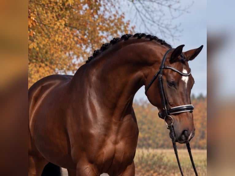 KWPN Gelding 6 years 16.3 hh Bay in Dunaújvárosi Járás