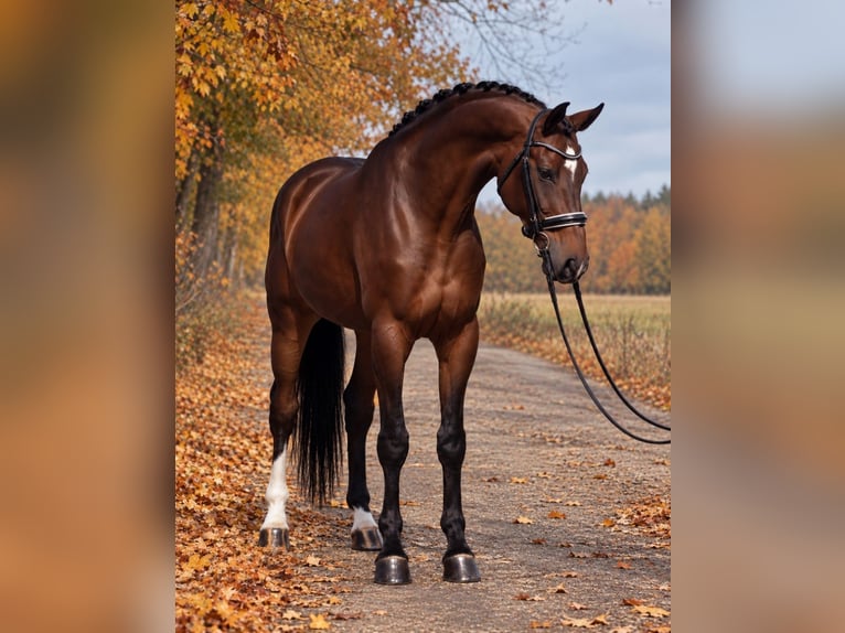 KWPN Gelding 6 years 16.3 hh Bay in Dunaújvárosi Járás