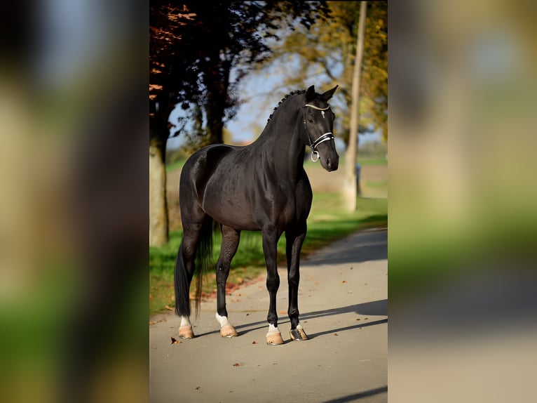 KWPN Gelding 6 years 16,3 hh Black in Cegléd