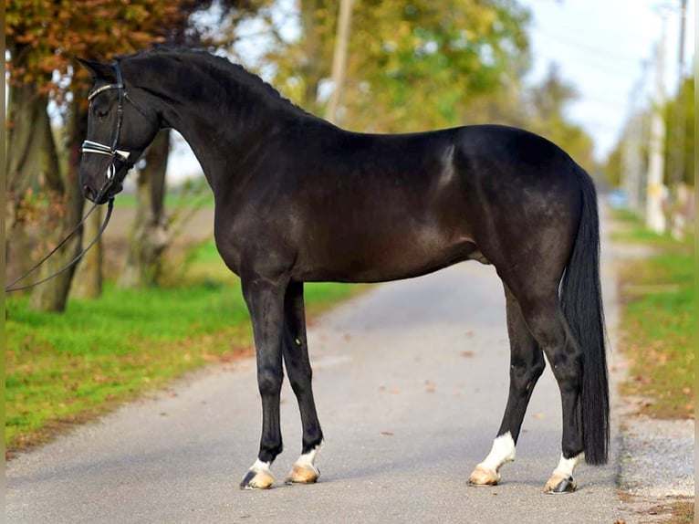 KWPN Gelding 6 years 16,3 hh Black in Cegléd