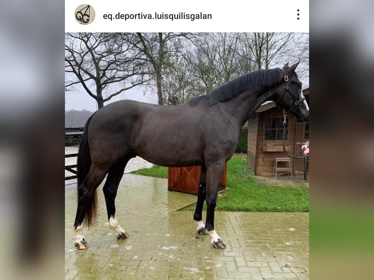 KWPN Gelding 6 years 16,3 hh Black in Corbera