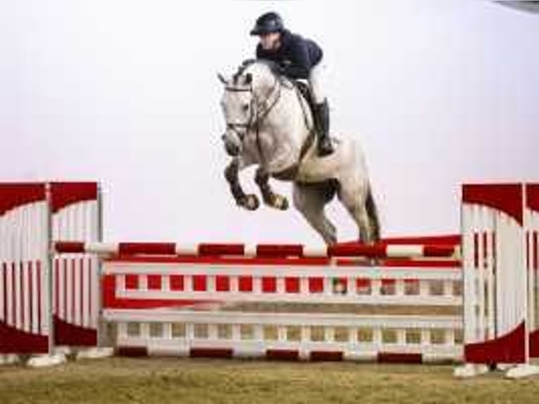 KWPN Gelding 6 years 16,3 hh Gray in Waddinxveen