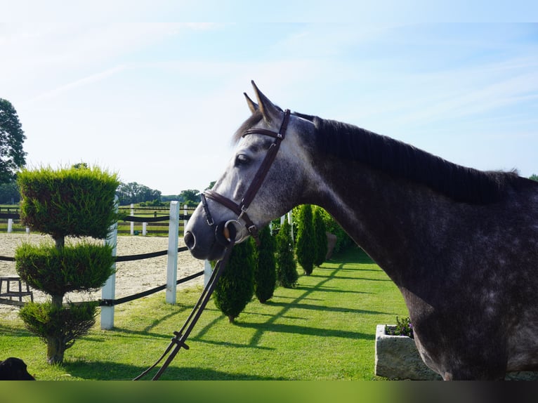KWPN Gelding 6 years 16.3 hh Grey-Dapple in Nordwalde