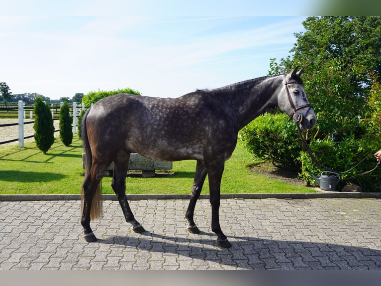 KWPN Gelding 6 years 16.3 hh Grey-Dapple in Nordwalde