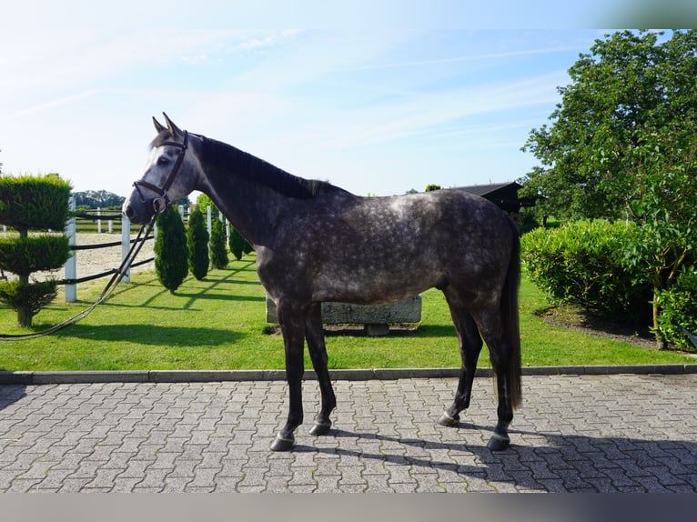 KWPN Gelding 6 years 16.3 hh Grey-Dapple in Nordwalde