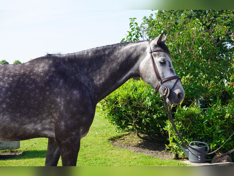 KWPN Gelding 6 years 16.3 hh Grey-Dapple in Nordwalde