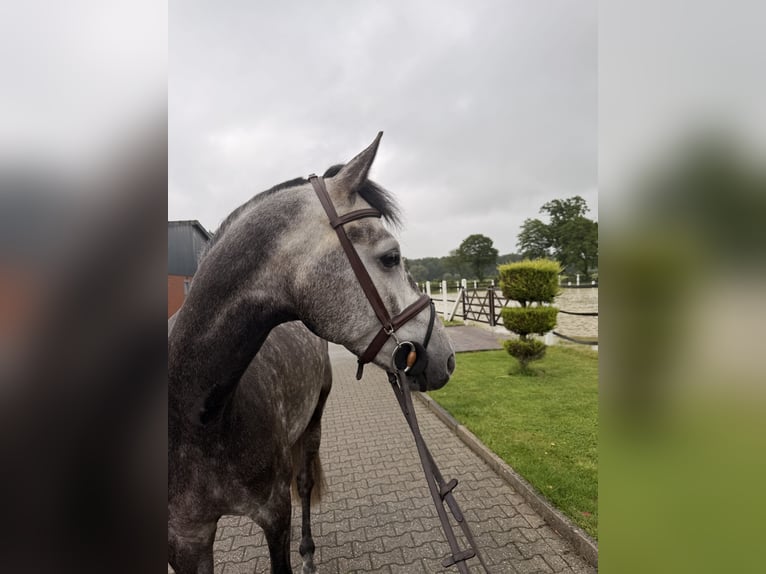 KWPN Gelding 6 years 16.3 hh Grey-Dapple in Nordwalde