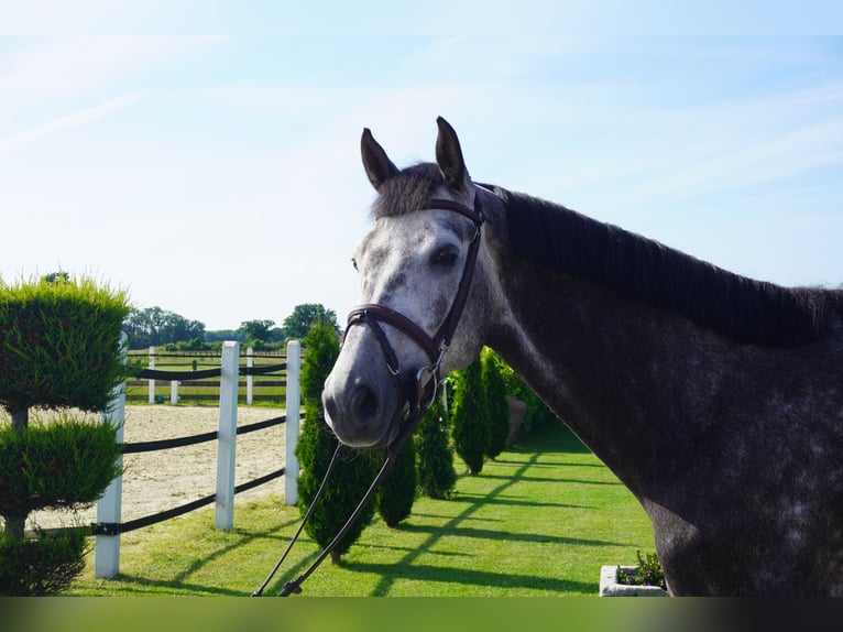 KWPN Gelding 6 years 16.3 hh Grey-Dapple in Nordwalde