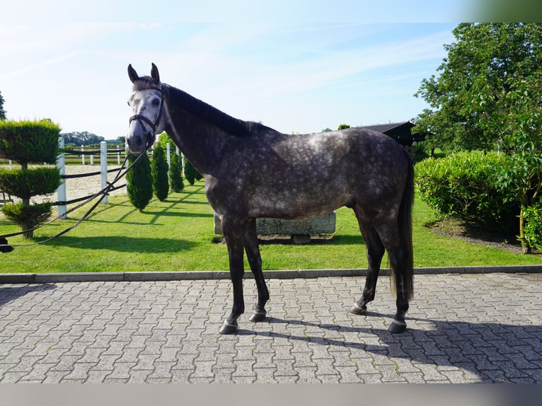 KWPN Gelding 6 years 16.3 hh Grey-Dapple in Nordwalde