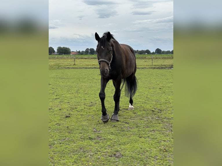 KWPN Gelding 6 years 16,3 hh Smoky-Black in Ysselsteyn