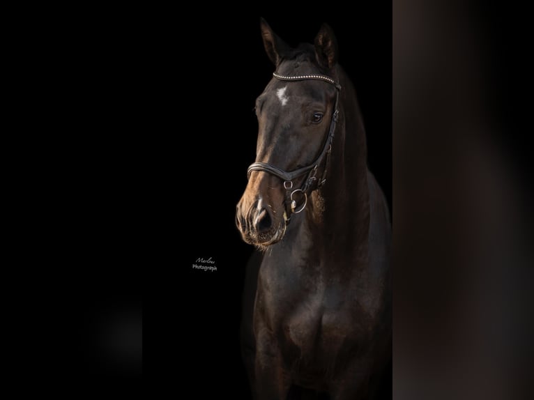 KWPN Gelding 6 years 16,3 hh Smoky-Black in Ysselsteyn