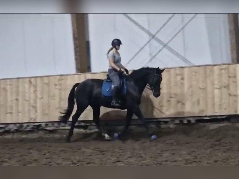 KWPN Gelding 6 years 16,3 hh Smoky-Black in Ysselsteyn