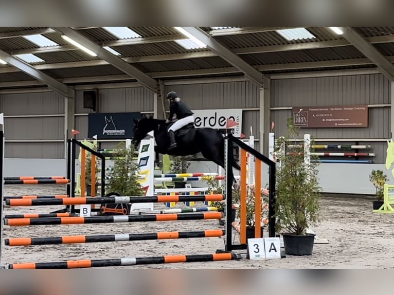 KWPN Gelding 6 years 16,3 hh Smoky-Black in Ysselsteyn