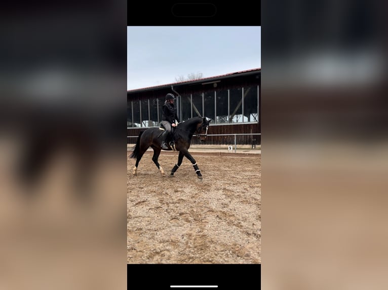 KWPN Gelding 6 years 16 hh Bay-Dark in Loffenau