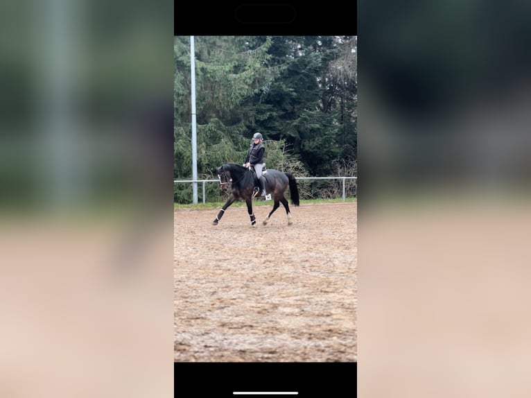 KWPN Gelding 6 years 16 hh Bay-Dark in Loffenau