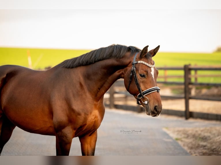KWPN Gelding 6 years 16 hh Bay-Dark in Hellendoorn