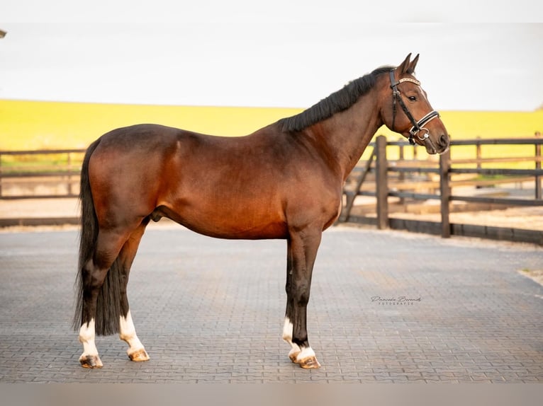 KWPN Gelding 6 years 16 hh Bay-Dark in Hellendoorn