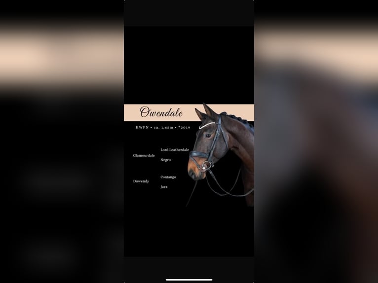 KWPN Gelding 6 years 16 hh Bay-Dark in Nidda