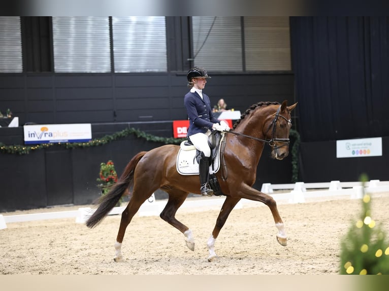 KWPN Gelding 6 years 16 hh Brown in Gieten