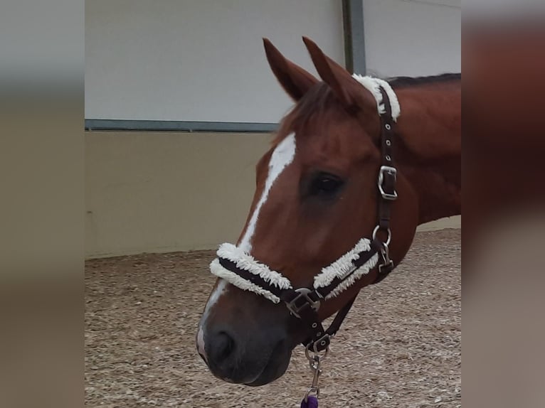 KWPN Gelding 6 years 16 hh Chestnut-Red in Tienen