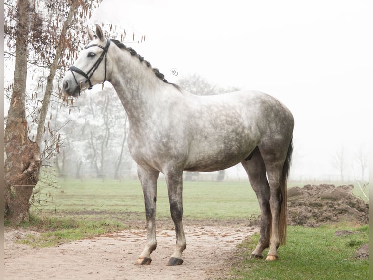 KWPN Gelding 6 years 16 hh Grey in Eemnes