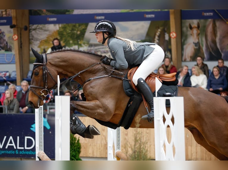 KWPN Gelding 6 years 16 hh  in WK Heerde