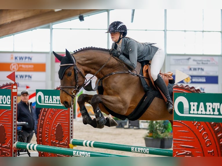 KWPN Gelding 6 years 16 hh  in WK Heerde