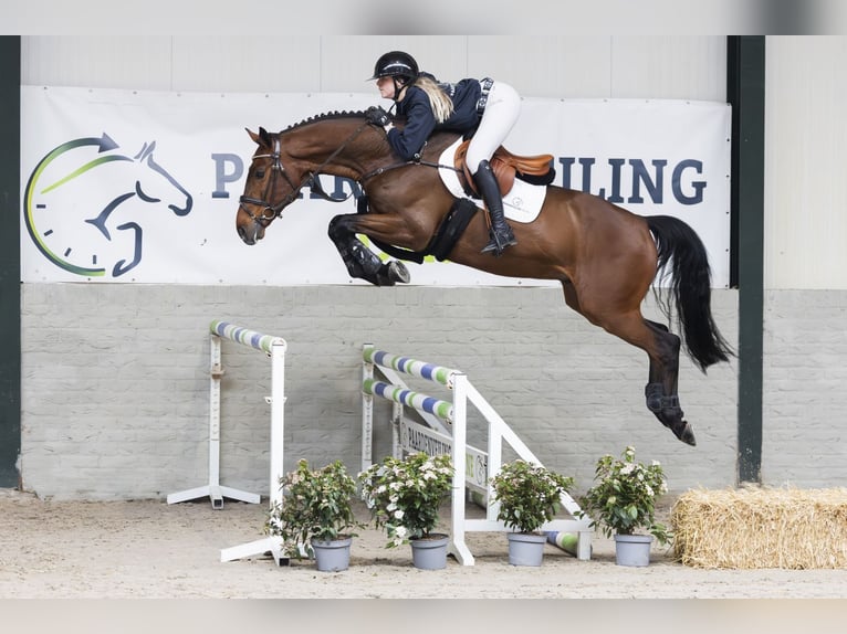 KWPN Gelding 6 years 16 hh  in WK Heerde