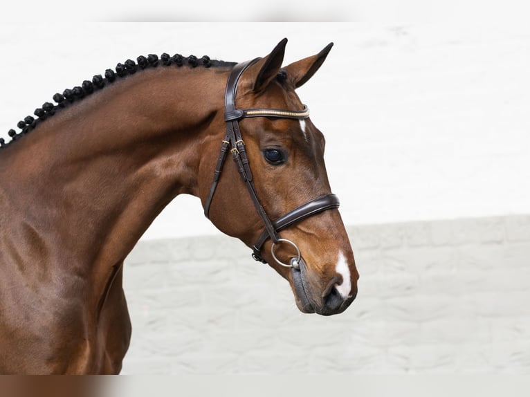 KWPN Gelding 6 years 16 hh  in WK Heerde