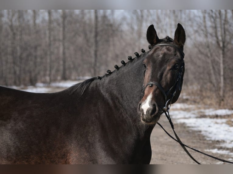KWPN Gelding 6 years 16,1 hh Bay-Dark in Debrecen
