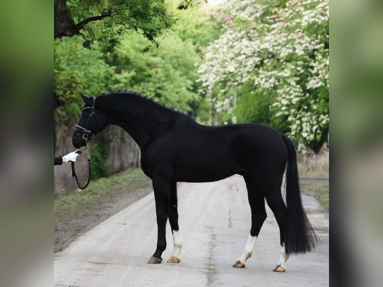 KWPN Gelding 6 years 16,1 hh Black in Csabacs&#x171;d