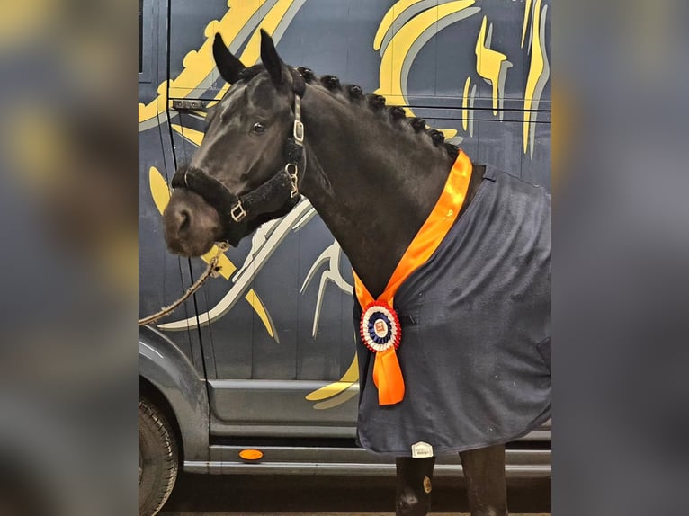 KWPN Gelding 6 years 16,1 hh Black in Groot-Ammers