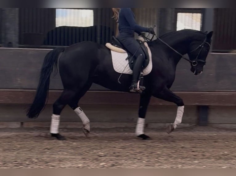 KWPN Gelding 6 years 16,1 hh Black in Ysselsteyn