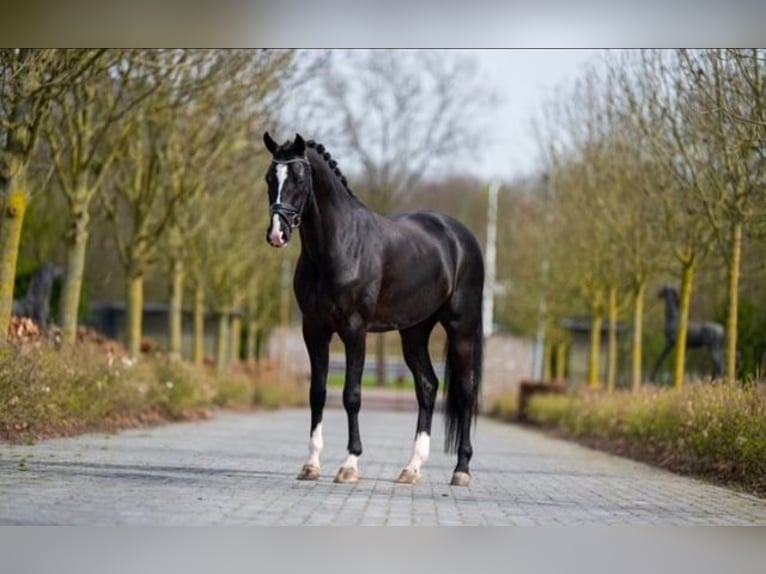 KWPN Gelding 6 years 16,1 hh Black in Weil am Rhein