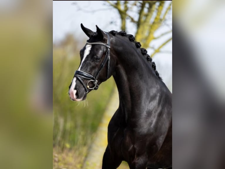 KWPN Gelding 6 years 16,1 hh Black in Weil am Rhein