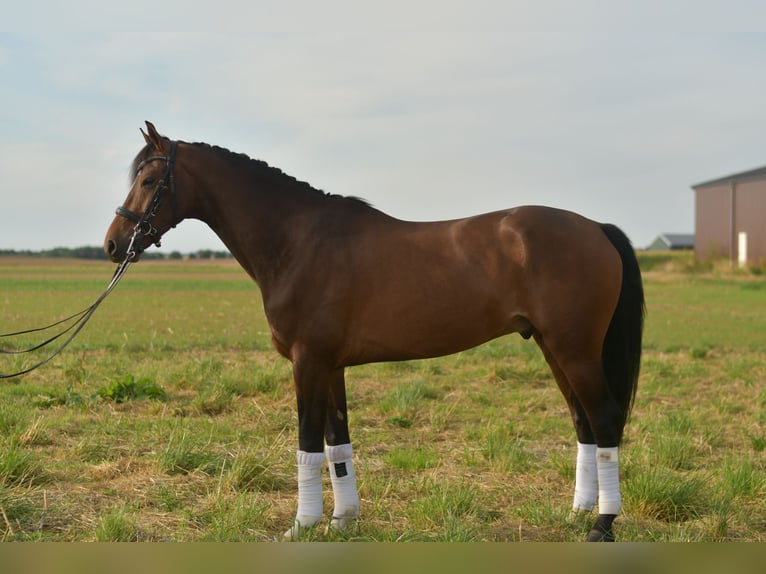 KWPN Gelding 6 years 16,1 hh Brown in Geilenkirchen