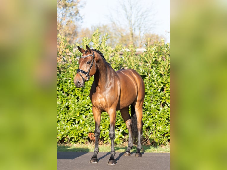 KWPN Gelding 6 years 16,1 hh Brown in Oosterhout