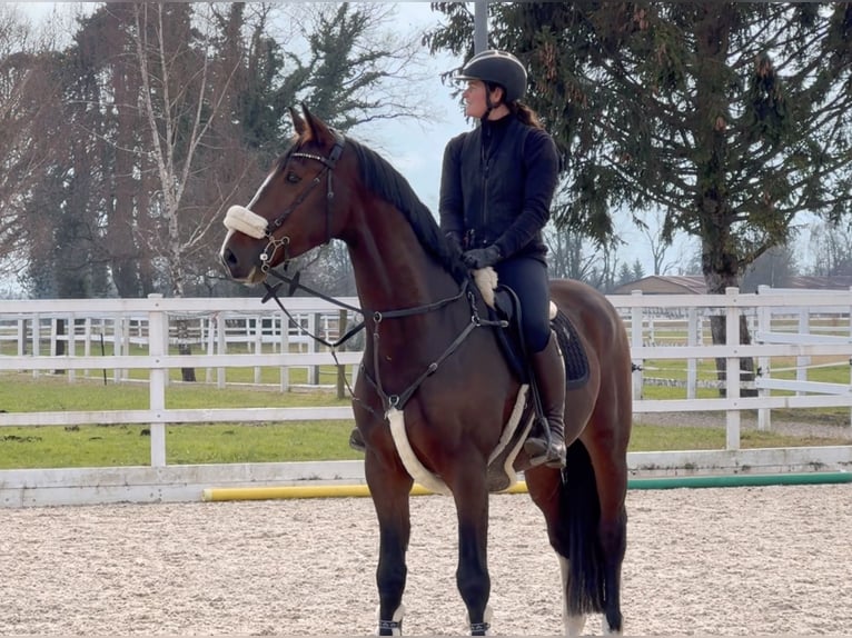 KWPN Gelding 6 years 16,1 hh Brown in Schlins