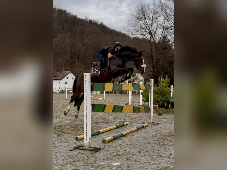 KWPN Gelding 6 years 16,1 hh Brown in Schlins